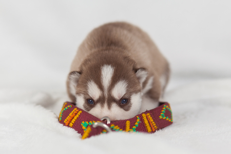 siberian husky puppy with a collar, equipment isolated