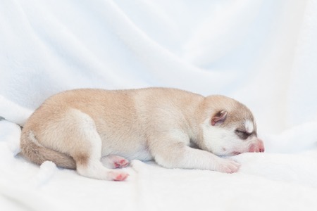 Husky newborn puppies 1 dayの写真素材