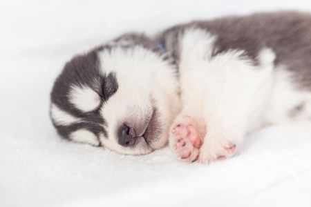 playful siberian husky puppies 1 month oldの写真素材