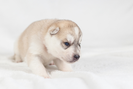 Funny puppy one month old isolatedの写真素材