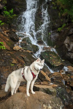 Siberian husky nature alone waterfallの写真素材
