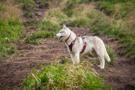 Beautiful dog in nature huskyの写真素材