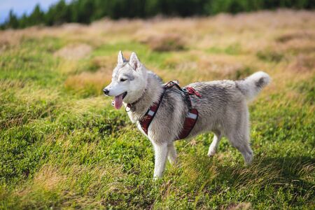 Siberian Husky in ammunition aloneの写真素材