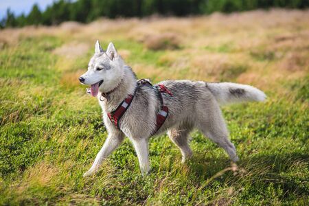 Siberian Husky in red collar aloneの写真素材