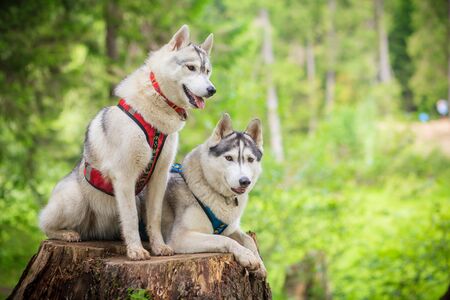two siberian husky posing on hempの写真素材