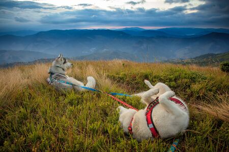 the dogs are resting in mountain natureの写真素材