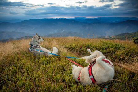 siberian husky Dogs in the wild mountainsの写真素材