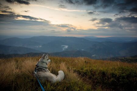 siberian husky Dogs in the wild mountainsの写真素材
