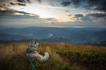 siberian husky Dogs in the wild mountainsの写真素材