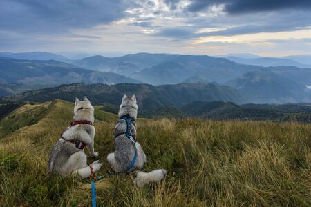 siberian husky Dogs in the wild mountainsの写真素材