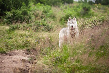 Siberian Husky nature summer alone in mountainの写真素材