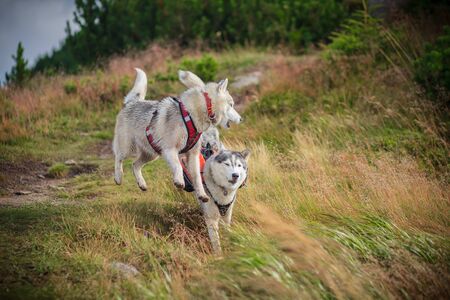 two siberian husky play in natureの写真素材