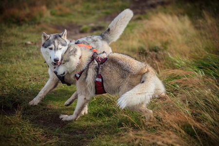 two siberian husky play in natureの写真素材