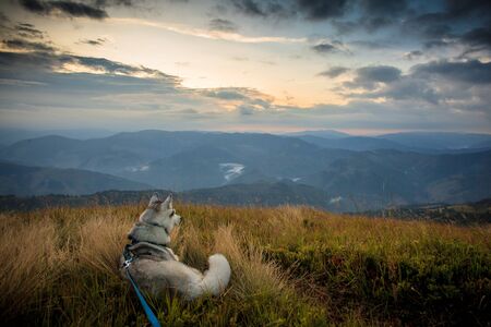 dog in the mountains on natureの写真素材