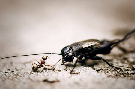 the Antの写真素材