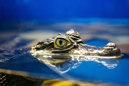 Dragon eyeの写真素材