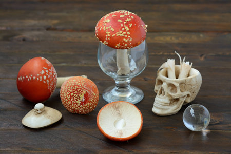 Still life with a skull and fly agaricの写真素材