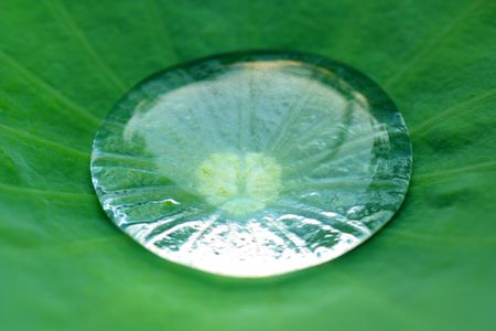 The water drop on the leaf in the morning.の写真素材
