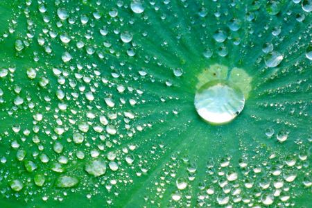 The water drop on the leaf in the morning.の写真素材
