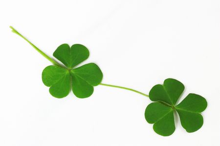 Two green leaf on white background