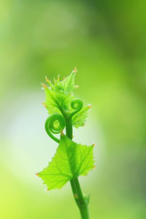 Details from a nature spiral vine plant の写真素材