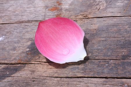 Lotus flowerの写真素材