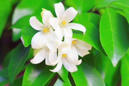 White flower