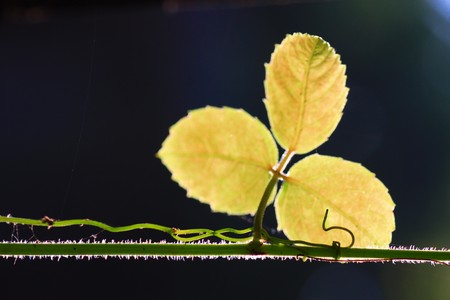 Details from a nature spiral vine plant の写真素材