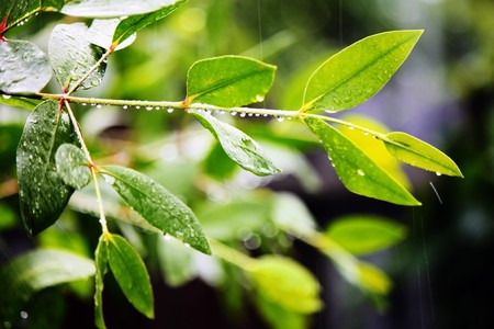 leaf in rain