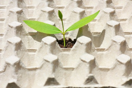 Growing green plant in soil の写真素材