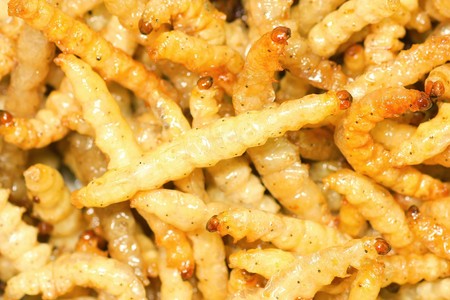 Close up shot of fry bamboo worms  it can eat and high protein.の写真素材