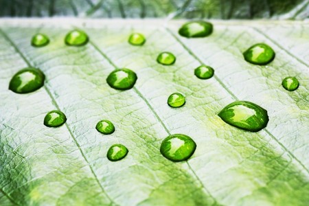 Dew drop