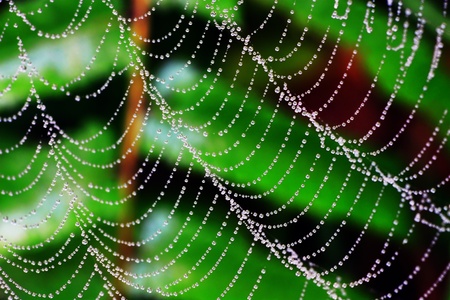a spider web