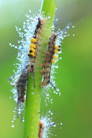 close-up of a hairy caterpillar on natural background の写真素材