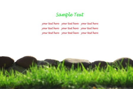 fresh spring green grass isolated on white background の写真素材