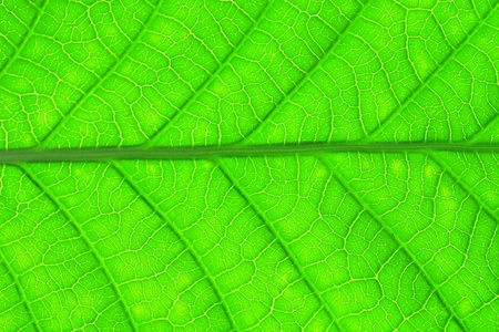 Leaf of a plant close up の写真素材
