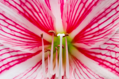 Beautiful spring flowers の写真素材