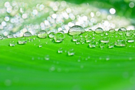 Water dew drop in the morning. 