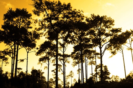 Silhouette view of beautiful Image at Phukradung Loei Thailand の写真素材