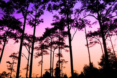 Silhouette view of beautiful Image at Phukradung Loei Thailand の写真素材