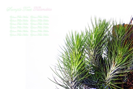 Tillandsia on white background.の写真素材