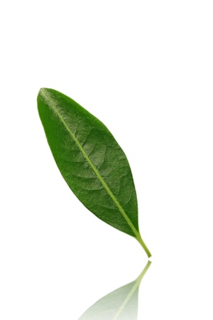 Green leaf isolated on white background の写真素材
