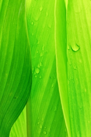 Green leaf background abstract of nature 