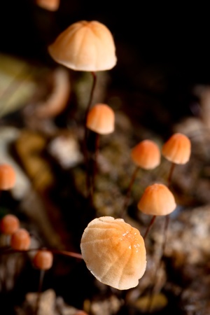 forest mushroom in moss after longtime rain 