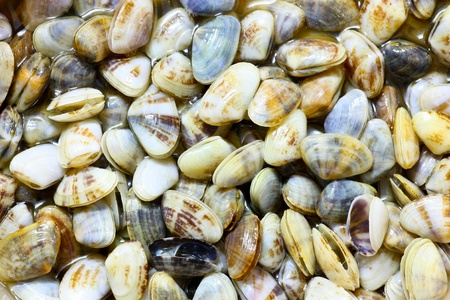 Seashell background