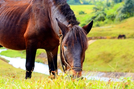 Horse and Field の写真素材