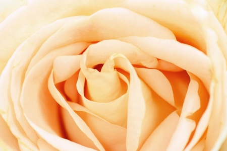 Close up of beautiful rose flowerの写真素材