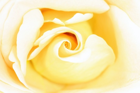 Close up of beautiful rose flowerの写真素材