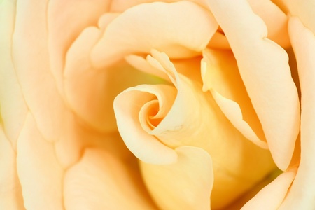 Close up of beautiful rose flowerの写真素材