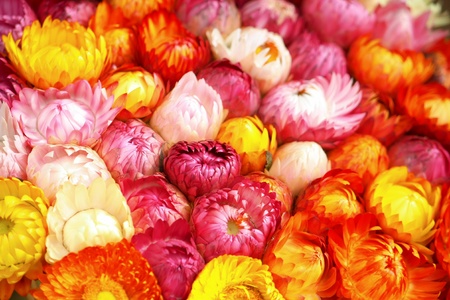 straw flower or everlasting (Helichrysum bracteatum)の写真素材